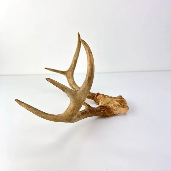 Vintage Deer Antler 7 Point Buck Skull Cap